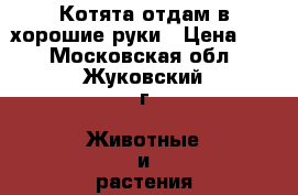 Котята отдам в хорошие руки › Цена ­ 1 - Московская обл., Жуковский г. Животные и растения » Кошки   . Московская обл.
